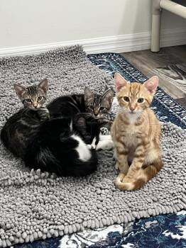 Pooh -  Domestic Short Hair Cat for Adoption in Ruskin, Florida - Pooh | PetCurious