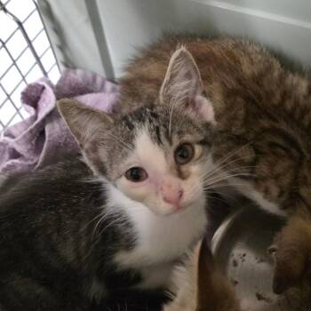 Diane -  Domestic Short Hair Cat for Adoption in Mt. Juliet, Tennessee - Diane | PetCurious