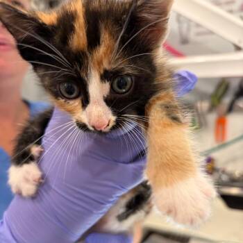 Arya_kit 2 -  Domestic Short Hair Cat for Adoption in Scituate, Massachusetts - Arya_kit 2 | PetCurious