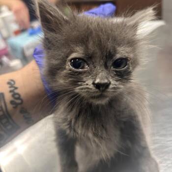 Trina -  Domestic Medium Hair Cat for Adoption in Summerville, South Carolina - Trina | PetCurious