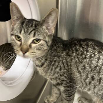 Rescue Domestic Short Hair Cats for Adoption in Grand Rapids, Michigan - Tigertail - Chow Hound Knapp's Corner | PetCurious