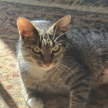 Grendle -  American Shorthair Cat for Adoption in New Blaine, Arkansas - Grendle | PetCurious