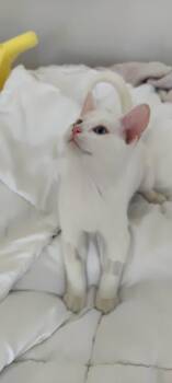 Domestic Short Hair Cats Available for Adoption in Lafayette, Colorado - Savannah | PetCurious