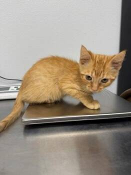 Finch/Mango -  Domestic Short Hair Cat for Adoption in Port Allen, Louisiana - Finch/Mango | PetCurious