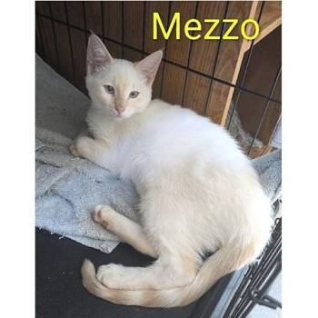 Rescue Siamese Cats for Adoption in Millcreek, Utah - Mezzo | PetCurious