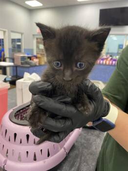 CHOCOLATE CHIP -  Domestic Short Hair Cat Available for Adoption in Palmetto, Florida - CHOCOLATE CHIP | PetCurious