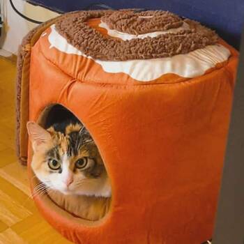 Rescue Calico Cats for Adoption - Mattie | PetCurious