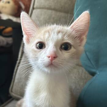 Goobie -  Domestic Short Hair Cat for Adoption in Carmel, Indiana - Goobie | PetCurious