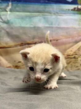 Toast -  Domestic Short Hair Cat for Adoption in San Antonio, Texas - Toast | PetCurious