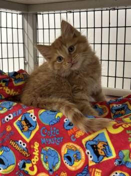 Pinto -  Domestic Short Hair Cat for Adoption in Alexandria, Virginia - Pinto | PetCurious