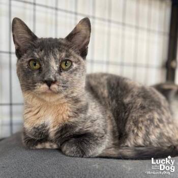 Domestic Short Hair Cats Available for Adoption - Sheba | PetCurious