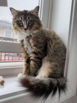 American Shorthair Cats Available for Adoption - Durham | PetCurious