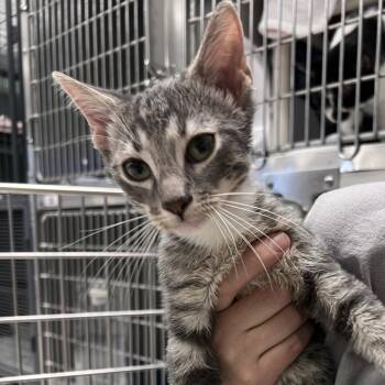 Rescue Domestic Short Hair Cats for Adoption in East St. Louis, Illinois - Hickory-C | PetCurious