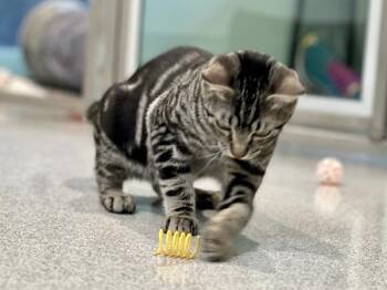 Seaside -  Domestic Short Hair Cat for Adoption in Portland, Oregon - Seaside | PetCurious