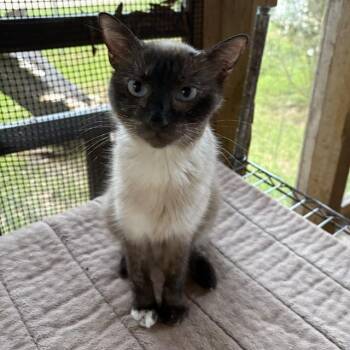 Dara -  Siamese and Tortoiseshell Cat Available for Adoption - Dara | PetCurious