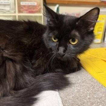 Sapphire -  Domestic Medium Hair Cat for Adoption in Bellingham, Washington - Sapphire | PetCurious