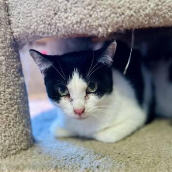 American Shorthair Cats Available for Adoption in Seguin, Texas - Tipper | PetCurious
