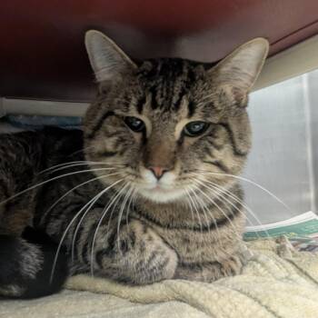 Domestic Short Hair Cats Available for Adoption - Kodi | PetCurious