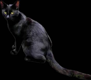 Domestic Short Hair Cats Available for Adoption in Oviedo, Florida - Jake | PetCurious