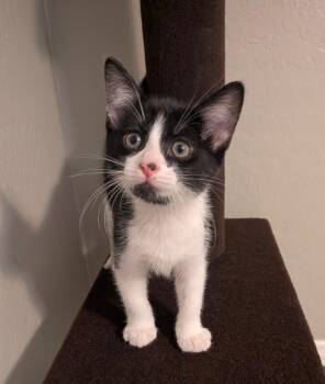 Checkers - Games Litter -  Tuxedo Cat for Adoption in Anthem, Arizona - Checkers - Games Litter | PetCurious