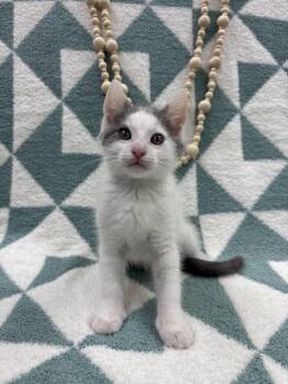 Domestic Short Hair Cats Available for Adoption in Columbus, Ohio - Chicken Noodle | PetCurious