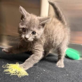 Dryer Lint -  Domestic Medium Hair Cat for Adoption in Waynesville, North Carolina - Dryer Lint | PetCurious