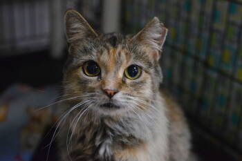 Rescue Domestic Medium Hair Cats for Adoption in Montreal, Quebec - Pyaari | PetCurious