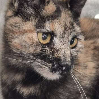 Nut"Meg" VC0626-50 -  Domestic Short Hair Cat for Adoption in Spokane, Washington - Nut"Meg" VC0626-50 | PetCurious