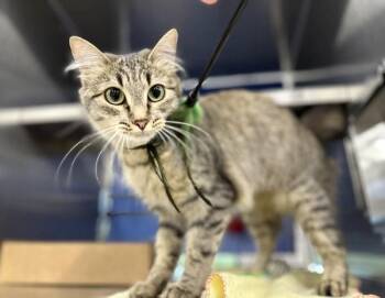 Kendall -  Domestic Medium Hair Cat for Adoption in Sherwood, Oregon - Kendall | PetCurious