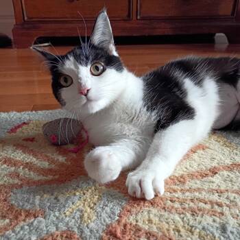 Rescue Domestic Short Hair Cats for Adoption in Chicago, Illinois - Meowsha | PetCurious