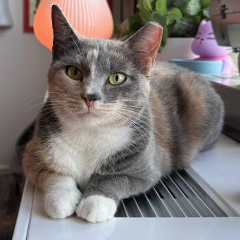 Reba -  Dilute Calico Cat for Adoption in Long Beach, Mississippi - Reba | PetCurious