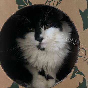 Patches -  Domestic Short Hair Cat for Adoption in Fairport, New York - Patches | PetCurious