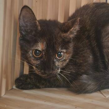 Chia -  Domestic Short Hair Cat for Adoption in Nashville, Tennessee - Chia | PetCurious