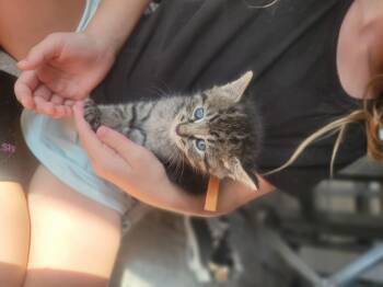 Ferris -  Domestic Short Hair Cat for Adoption in Fruit Heights, Utah - Ferris | PetCurious