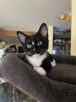 Rescue Domestic Short Hair Cats for Adoption in Springfield, Oregon - Smudge | PetCurious