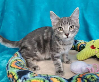 Rescue Domestic Medium Hair Cats for Adoption in Greenville, Illinois - Macaroon | PetCurious