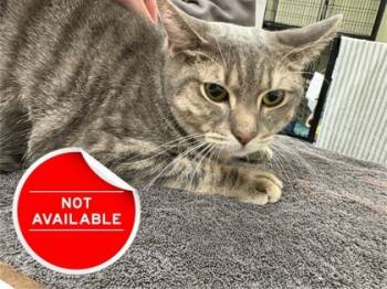 Rescue Domestic Short Hair Cats for Adoption in Lowell, Massachusetts - Twinky | PetCurious