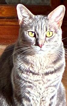 Mariah & Carey (BONDED PAIR) -  Tabby and Domestic Short Hair Cat for Adoption in Orland Park, Illinois - Mariah & Carey (BONDED PAIR) | PetCurious