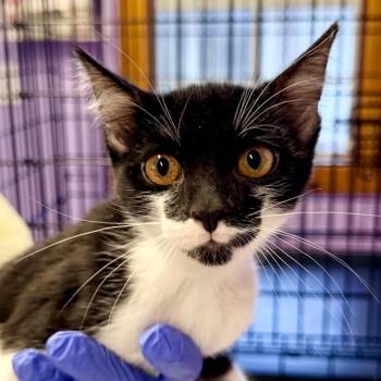 Spot -  Domestic Short Hair Cat for Adoption in Redwood Valley, California - Spot | PetCurious