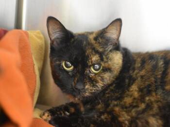 Domestic Short Hair Cats Available for Adoption in Portland, Oregon - Daisy Mae | PetCurious