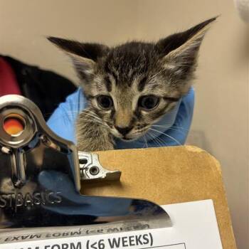 Emmett -  Domestic Short Hair Cat for Adoption in Tempe, Arizona - Emmett | PetCurious