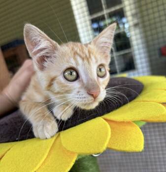 Willow -  Tabby Cat for Adoption in Huntington Beach, California - Willow | PetCurious