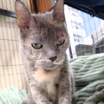 Domestic Short Hair Cats Available for Adoption in Michigan City, Indiana - Missy | PetCurious