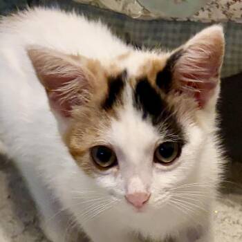 Trish -  Domestic Short Hair Cat for Adoption in Houghton Lake, Michigan - Trish | PetCurious