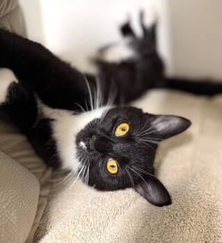 Domestic Short Hair Cats Available for Adoption - Coyote | PetCurious