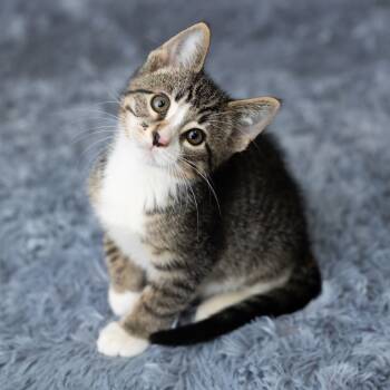 Rescue Domestic Short Hair Cats for Adoption in Saint Paul, Minnesota - Oisin | PetCurious