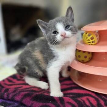 Milkshake -  Domestic Short Hair Cat for Adoption in Westland, Michigan - Milkshake | PetCurious
