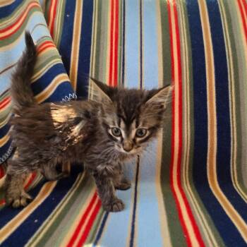 Domestic Long Hair Cats Available for Adoption - Honey | PetCurious