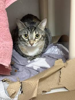 Domestic Short Hair Cats Available for Adoption in Boston, Massachusetts - LASAGNA | PetCurious