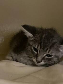 Mikey -  Domestic Short Hair Cat for Adoption in West Chester, Pennsylvania - Mikey | PetCurious